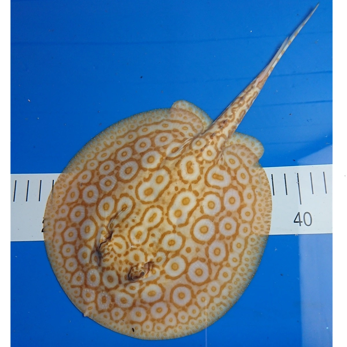 Ferskvandsrokke Potamotrygon Jabuti - Albino Pearl Hun Ø 19 cm